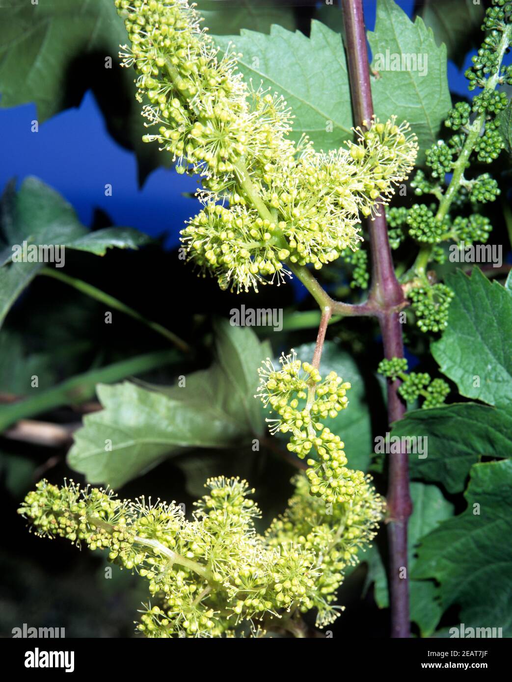 Weinbluete  Vitis vinifera Stock Photo