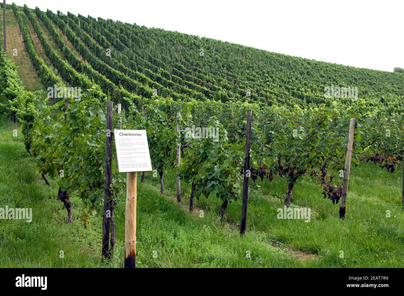 Weinlehrpfad, Lehrpfad Weinberg Stock Photo Alamy