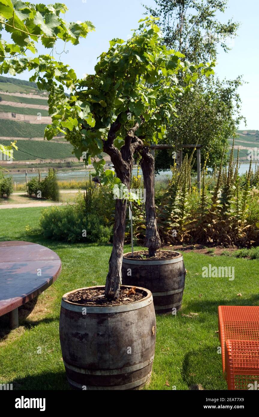 Weinrebe hires stock photography and images Alamy