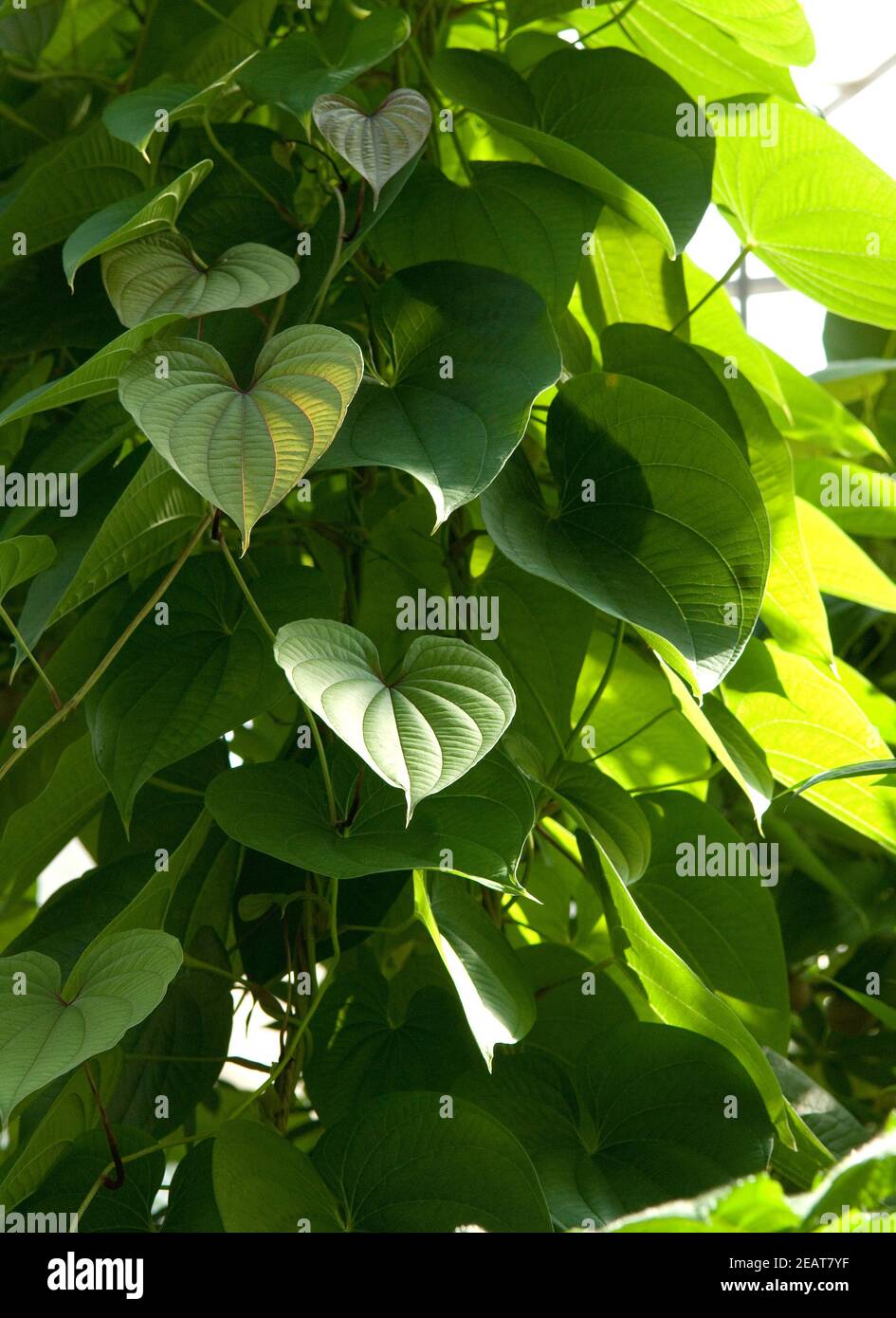 Kartoffel yam hi-res stock photography and images - Alamy