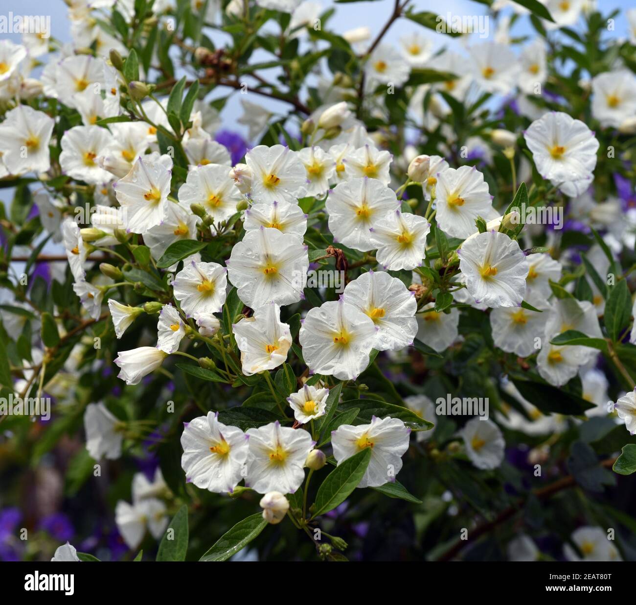 Solanum jasminoides hires stock photography and images Alamy