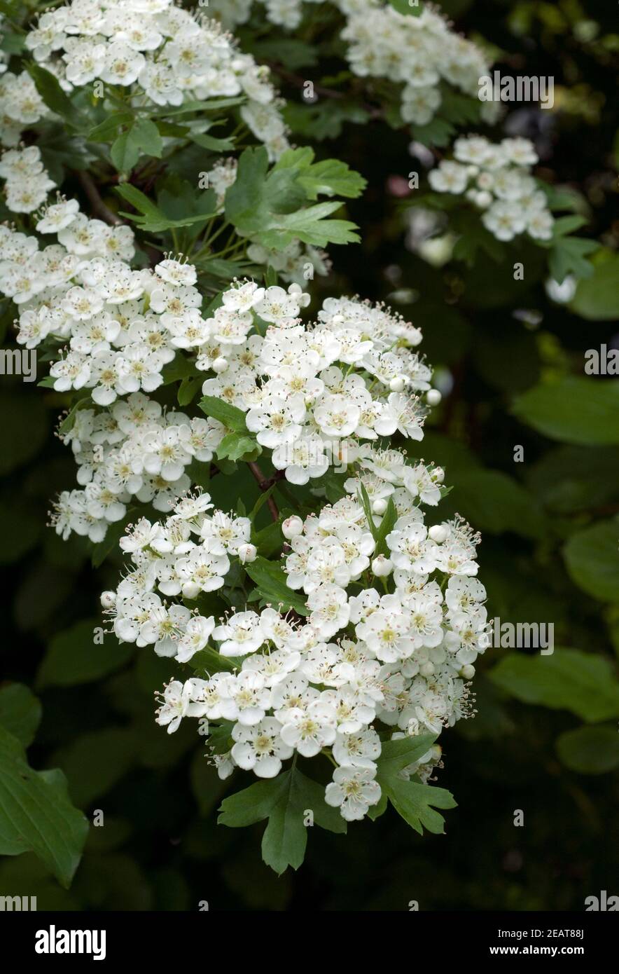 Weissdorn, Crataegus Laevigata Stock Photo - Alamy