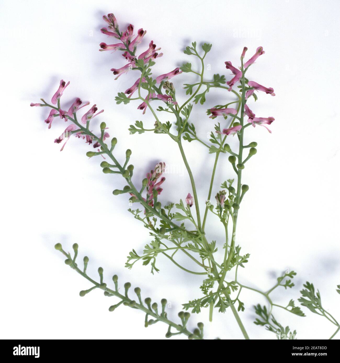 Erdrauch  Fumaria Officinalis Stock Photo