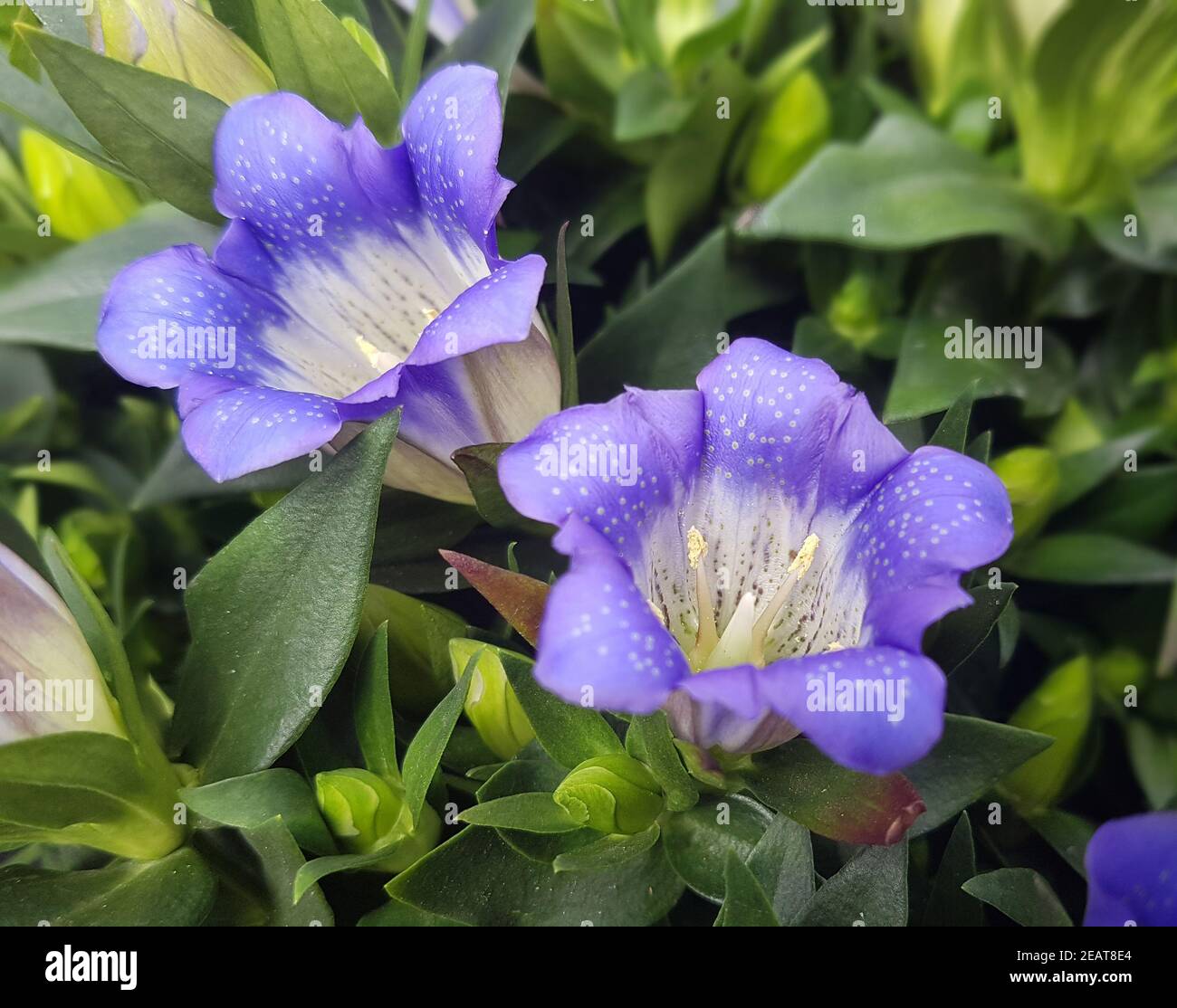Gentiana scabra hi-res stock photography and images - Alamy