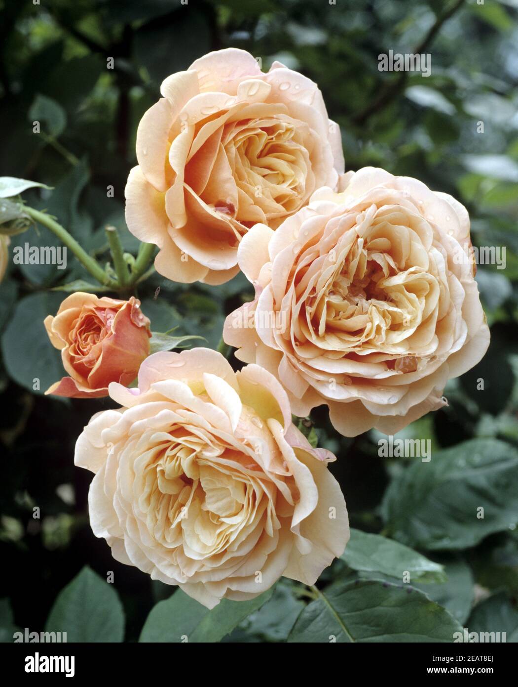 Englische Rose, Charles Austin Stock Photo