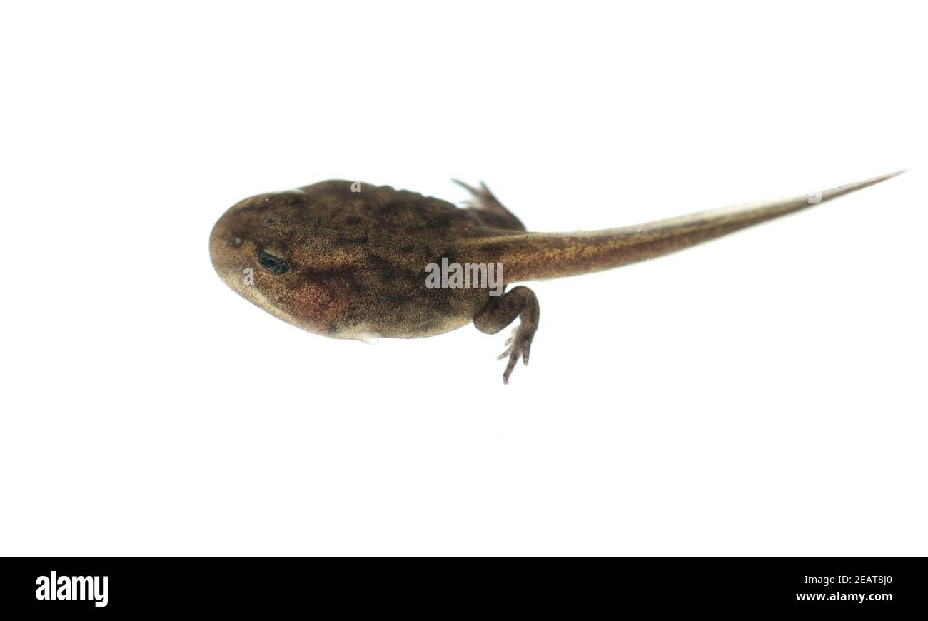 Kaulquappe High Resolution Stock Photography And Images Alamy