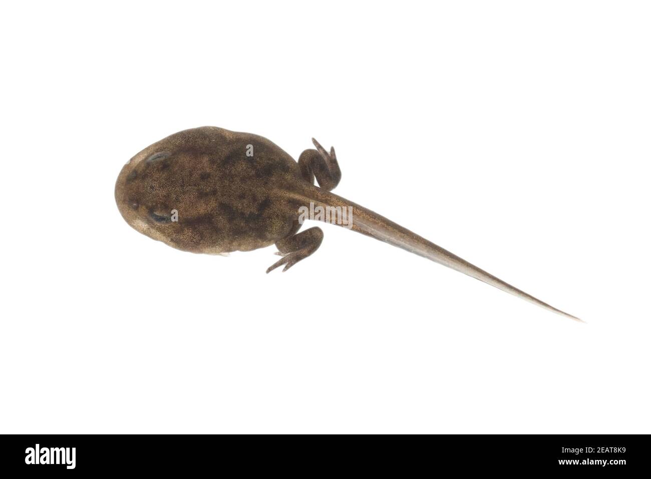 Kaulquappe High Resolution Stock Photography And Images Alamy