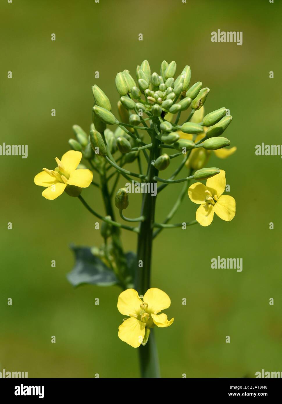 Senf, Weisser, Sinapis, alba, Heilpflanze Stock Photo