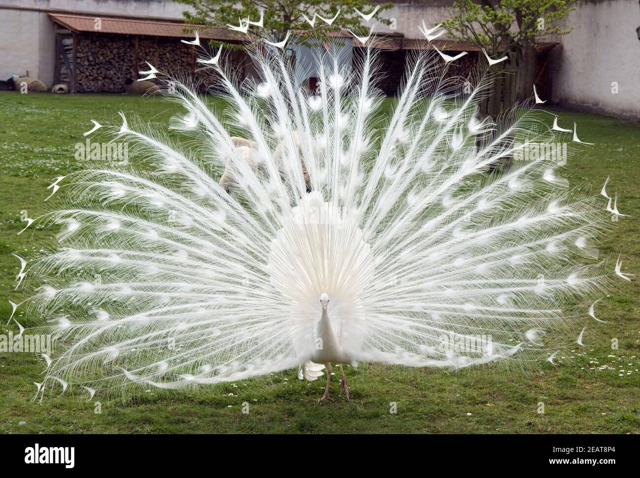 Weisser Pfau Stock Photo