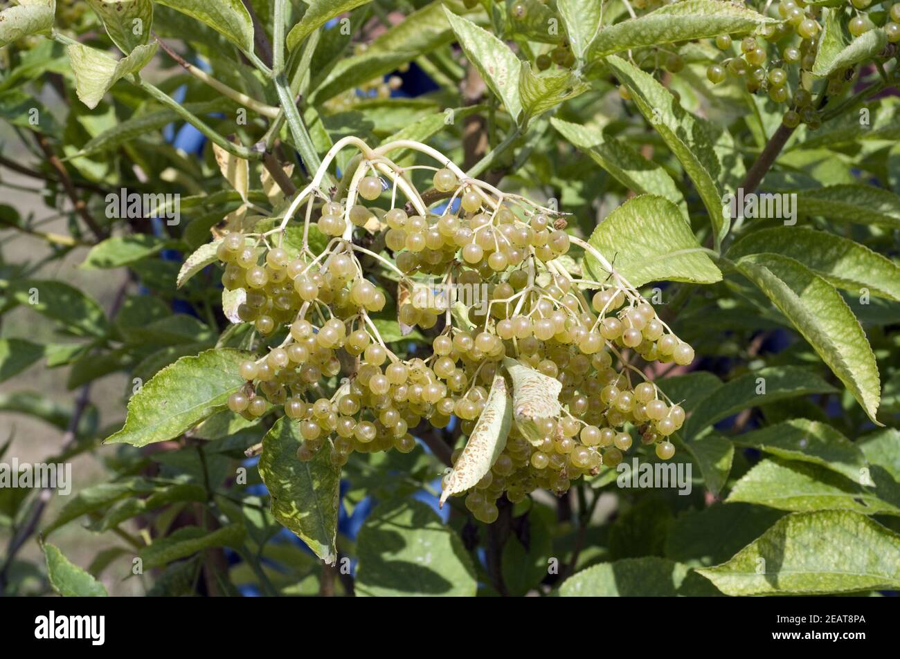 Bauerngartenpflanzen hi-res stock photography and images - Alamy