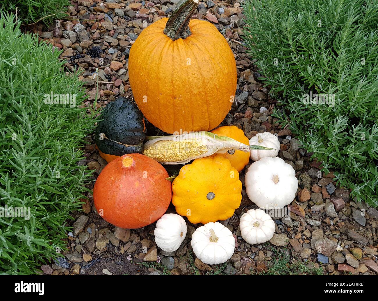 Erntedank Arrangement Stock Photo