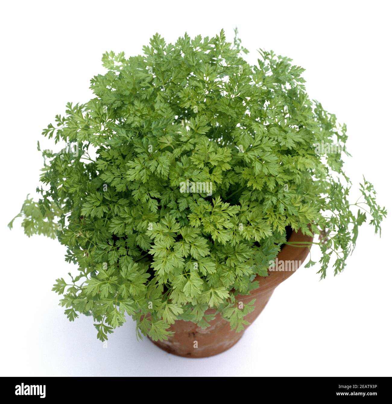 Kerbel, Anthriscus, Cerefolium, Garten-Kerbel, Heilpflanzen Stock Photo ...
