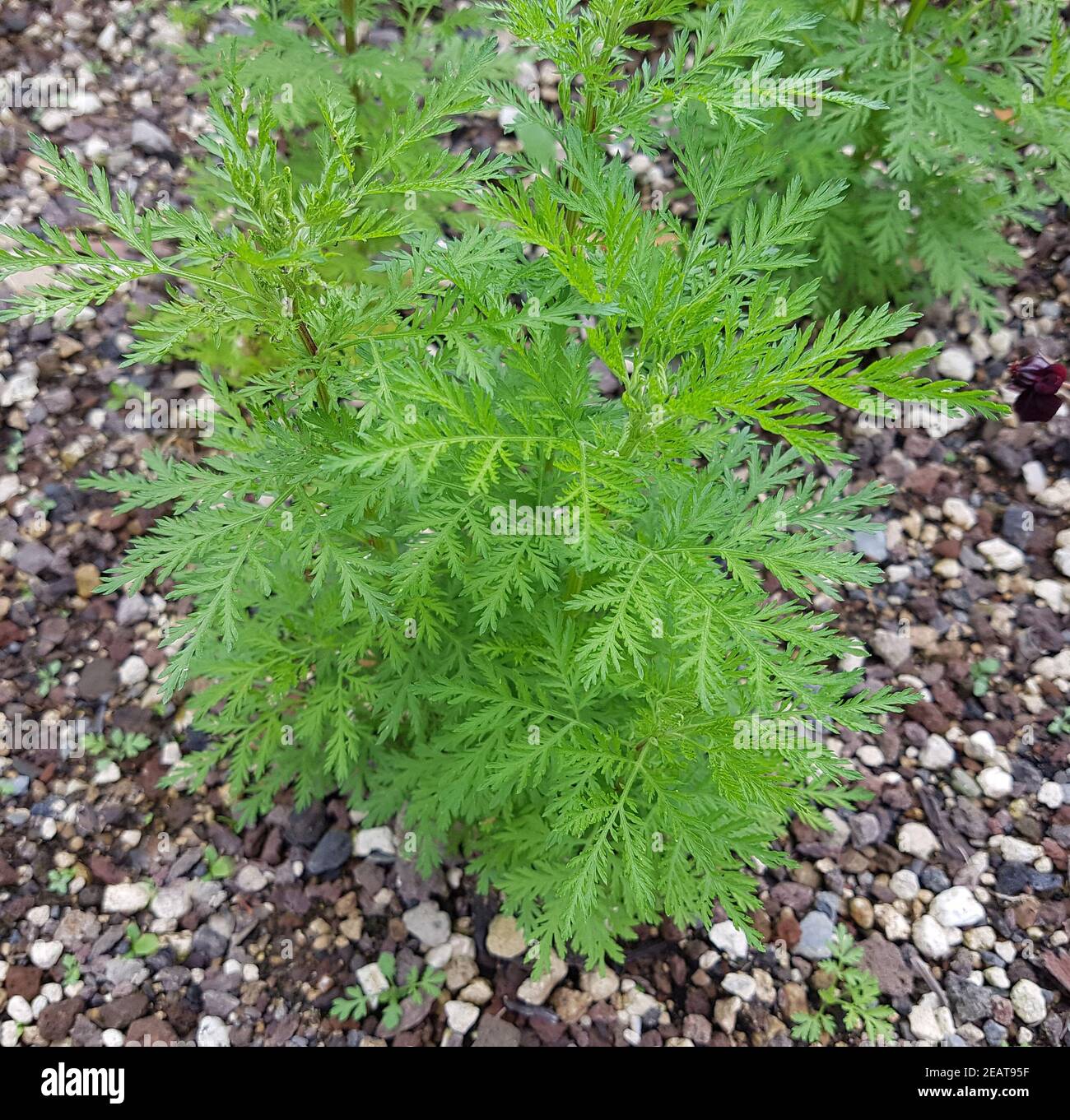 Suesser Beifuss  Artemisia annua  Duftpflanze Stock Photo