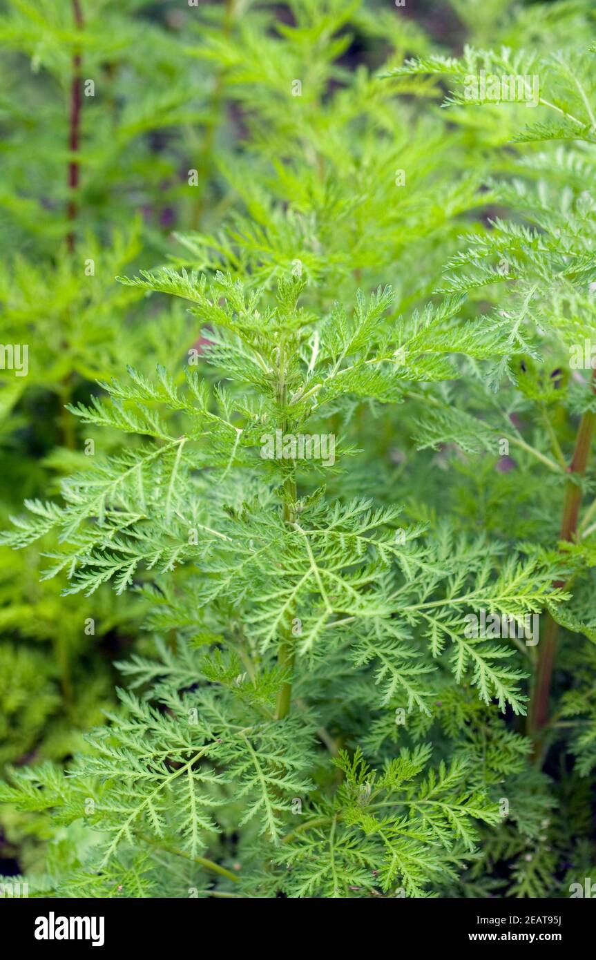 Artemisia Annua High Resolution Stock Photography And Images Alamy