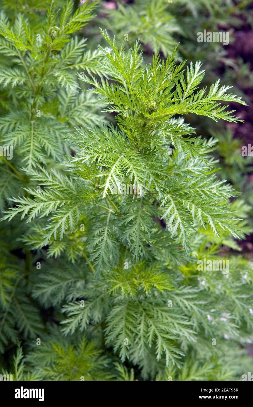 Artemisia annua hi-res stock photography and images - Alamy