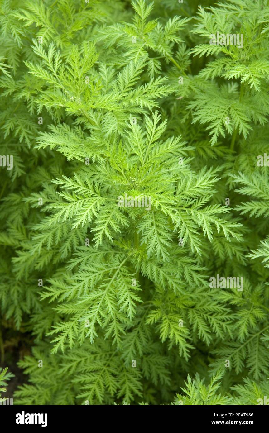 Suesser Beifuss; Beifuss; Kuechengewuerz, Artemisia annua, Heilpflanzen, - Stock Photo