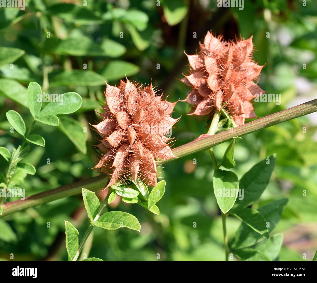Suessholz, Glycyrrhiza glabra Stock Photo Alamy