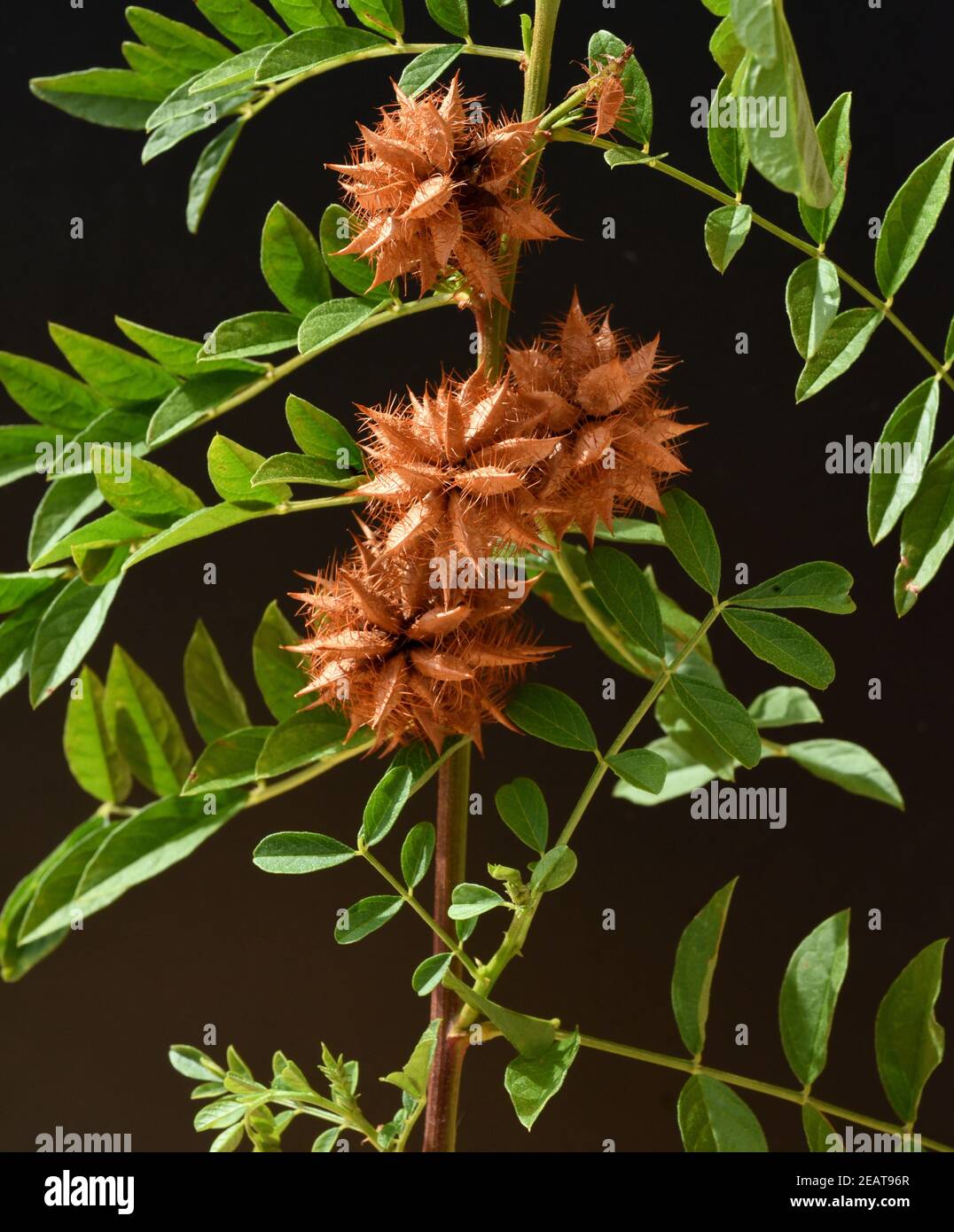 Glycyrrhiza glabra hires stock photography and images Alamy
