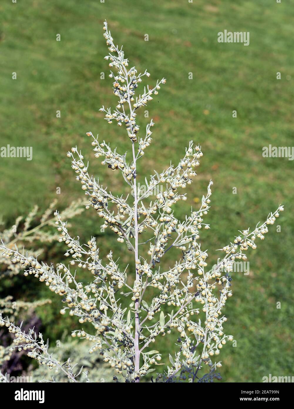Wermut, Artemisia, Absinthium Stock Photo