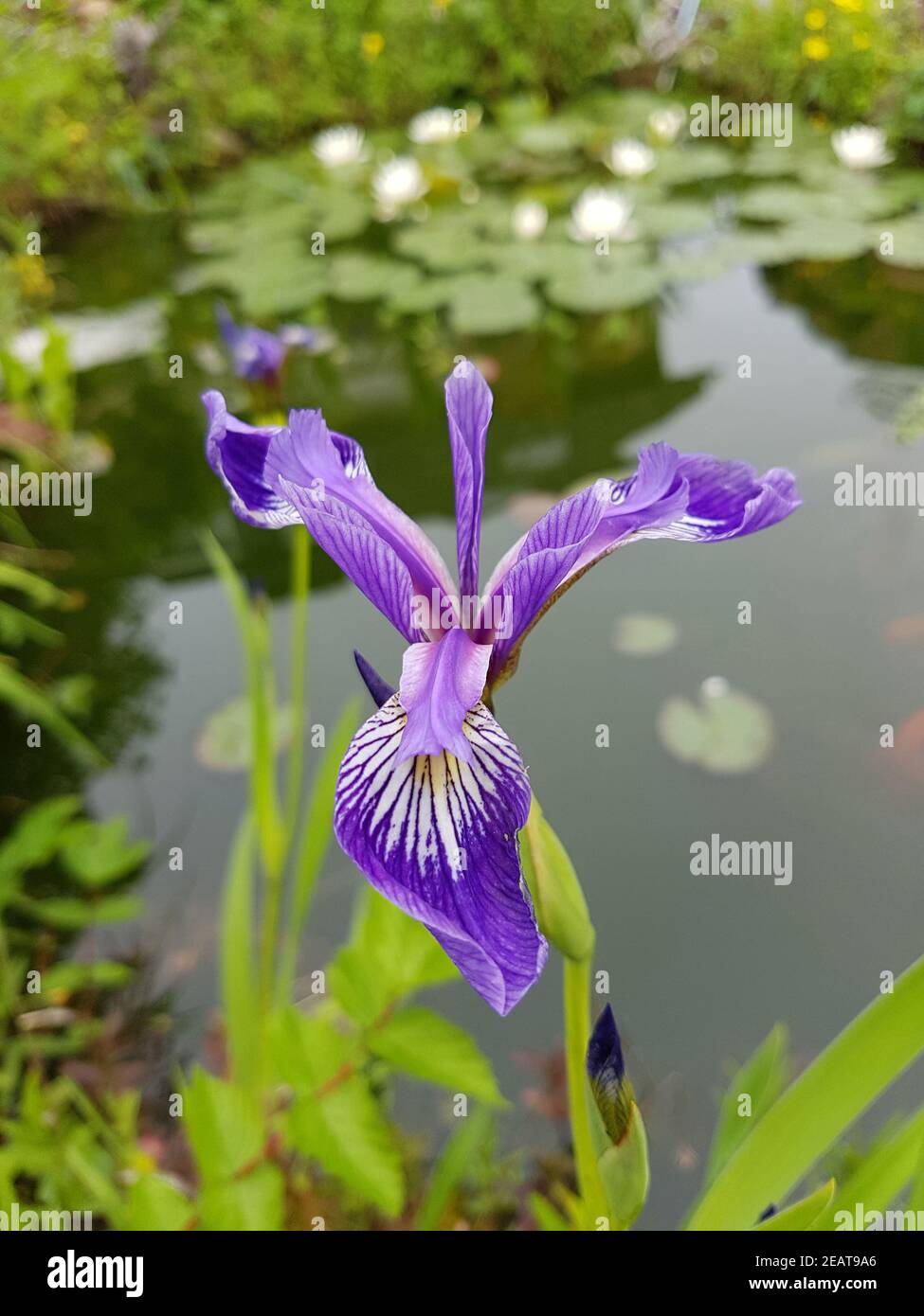 Sumpfiris  Iris versicolor Stock Photo