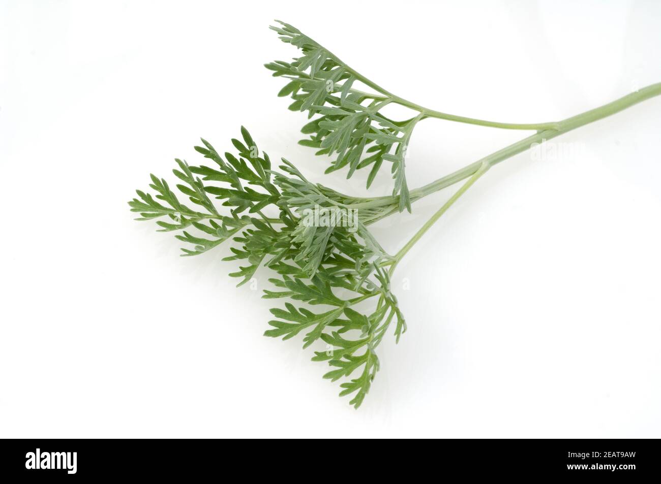 Wermut, Artemisia Absinthium Stock Photo