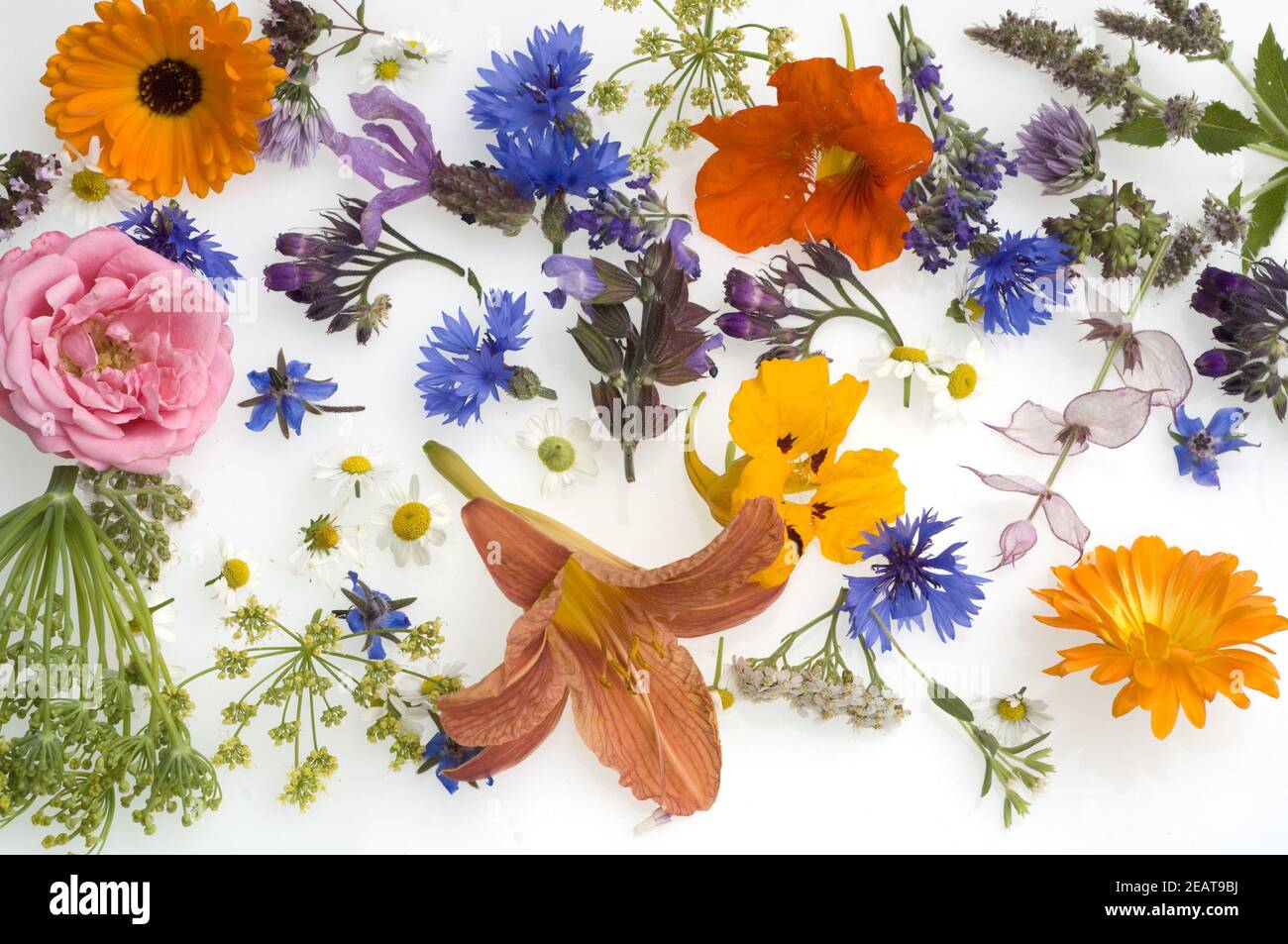 essbare Blueten, Essblueten Stock Photo