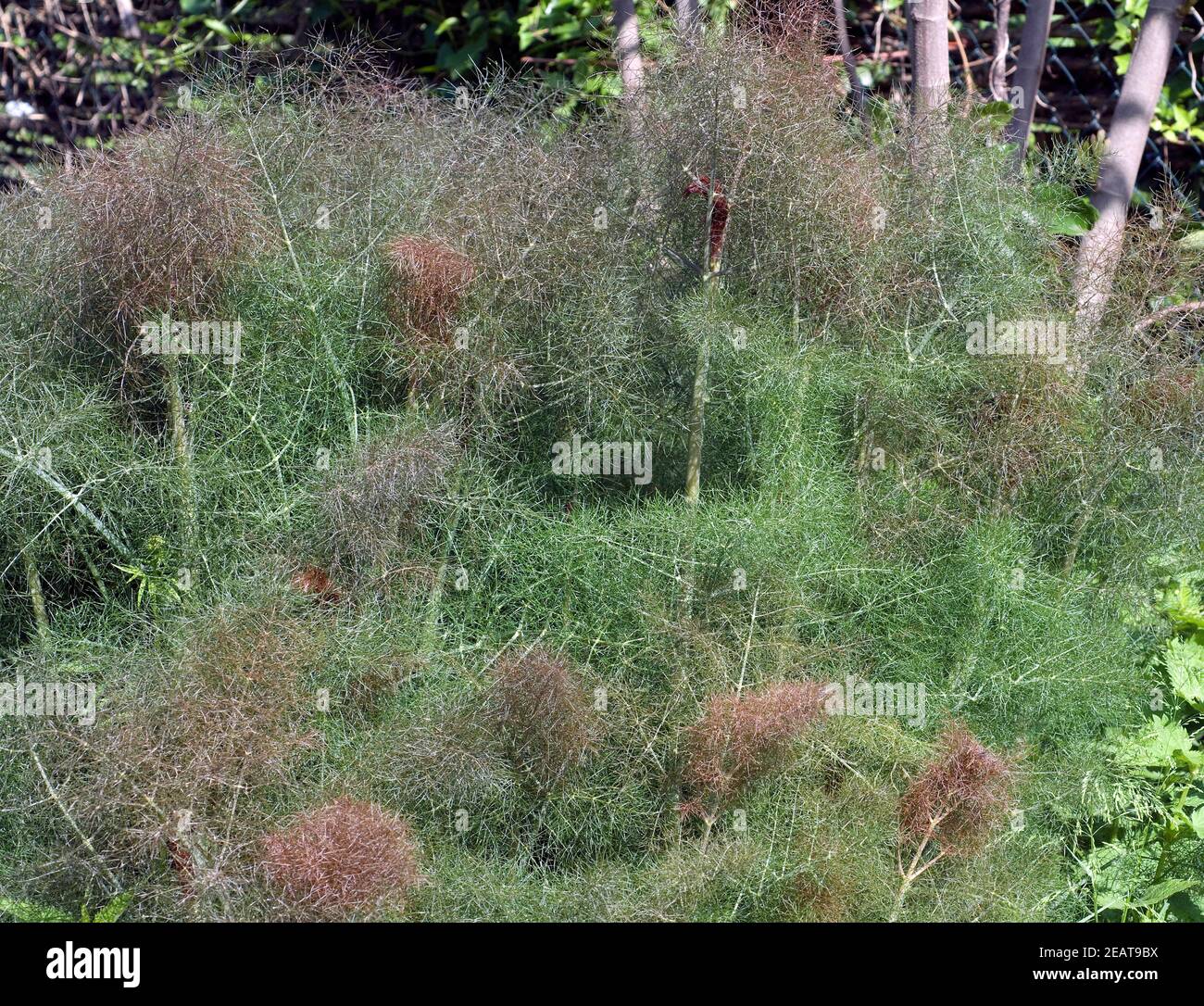 bronzefenchel, foeniculum, vulgare, purpureum Stock Photo Alamy