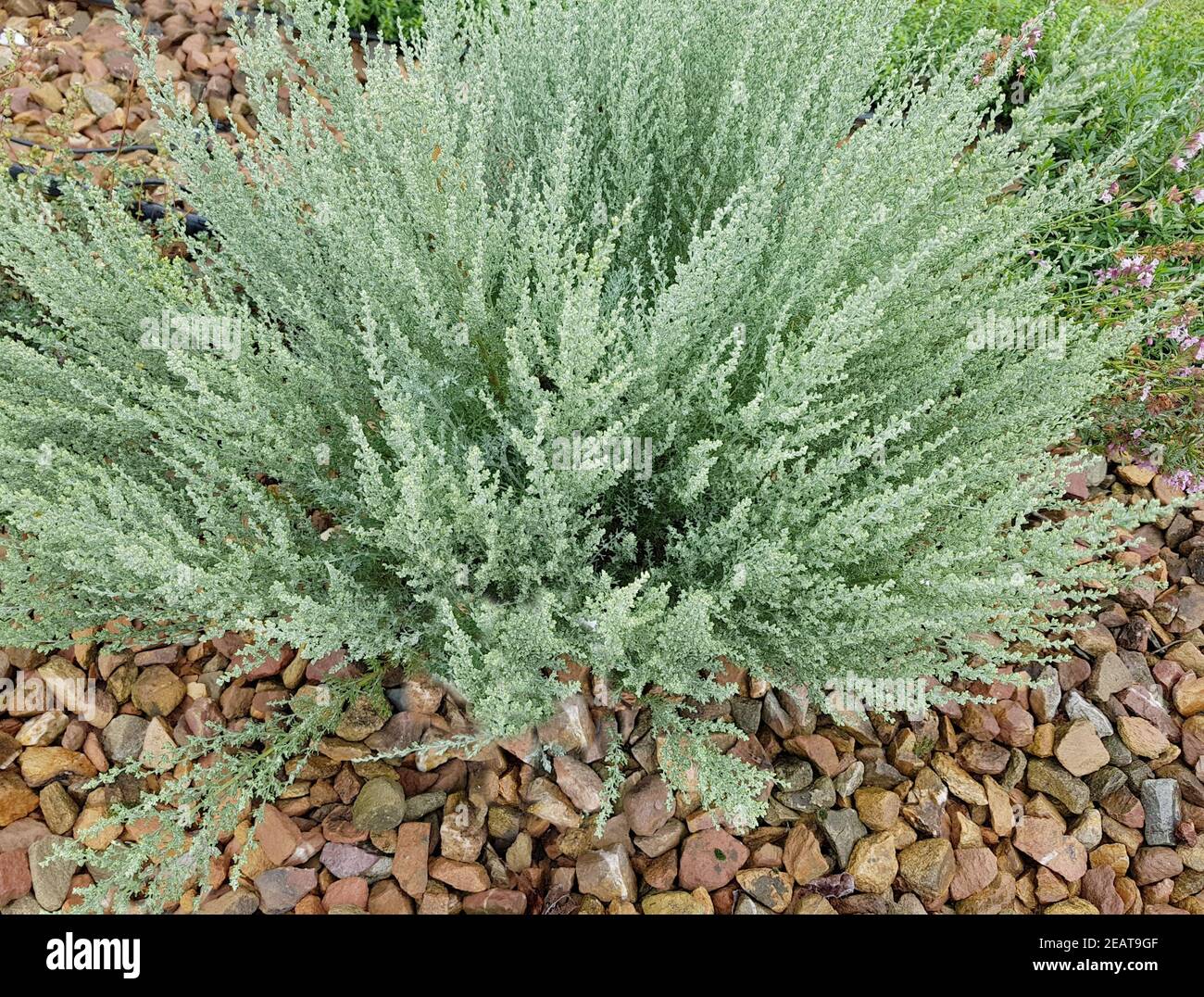 Wermut, Provence, Artemisia gallica Stock Photo