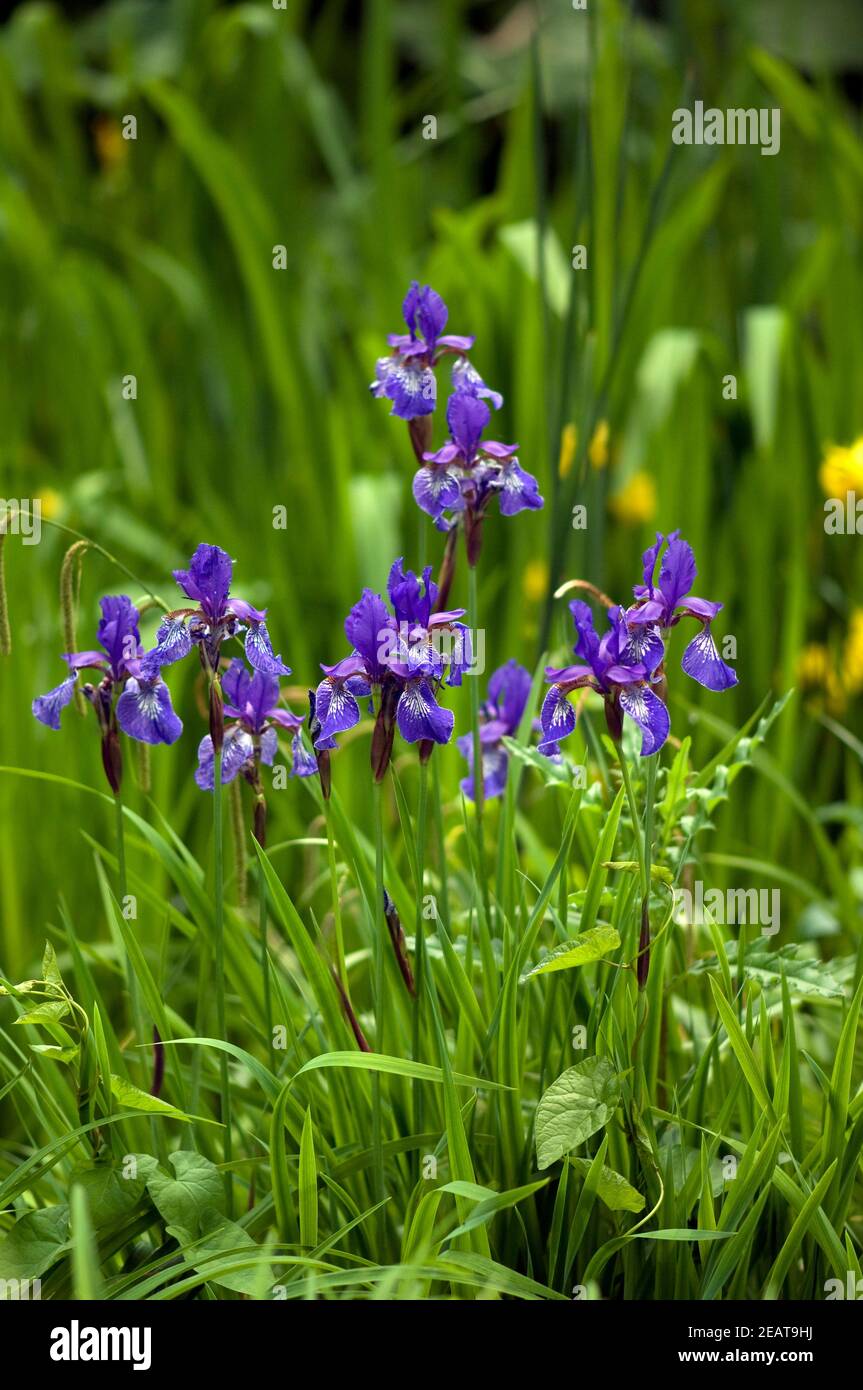 Sumpfiris, Iris versicolor Stock Photo