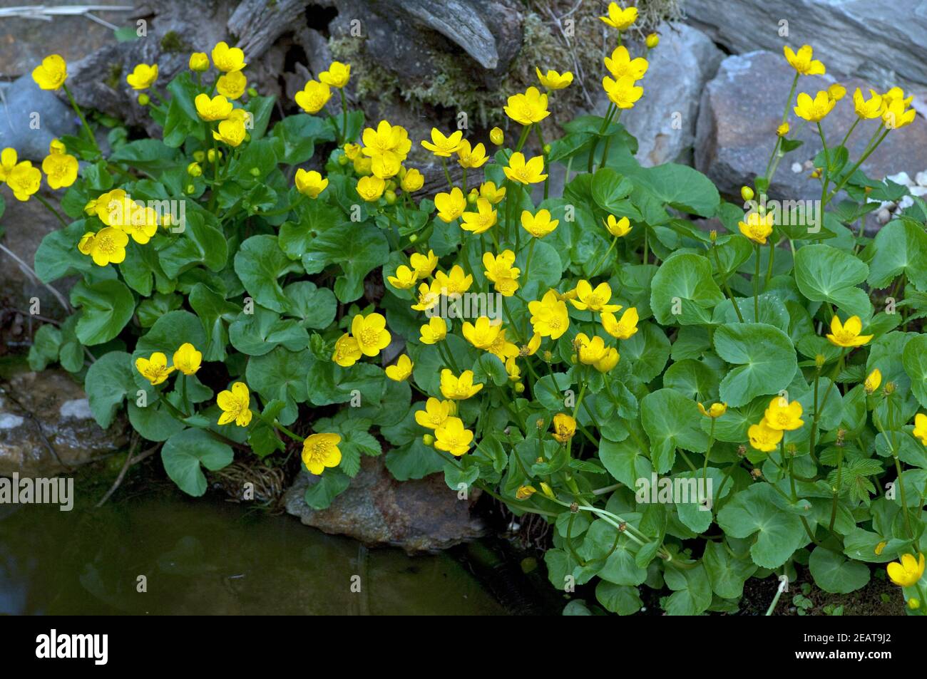 Sumpfdotterblume, Caltha palustris, gelbe Blueten, Wasserpflanzen Stock