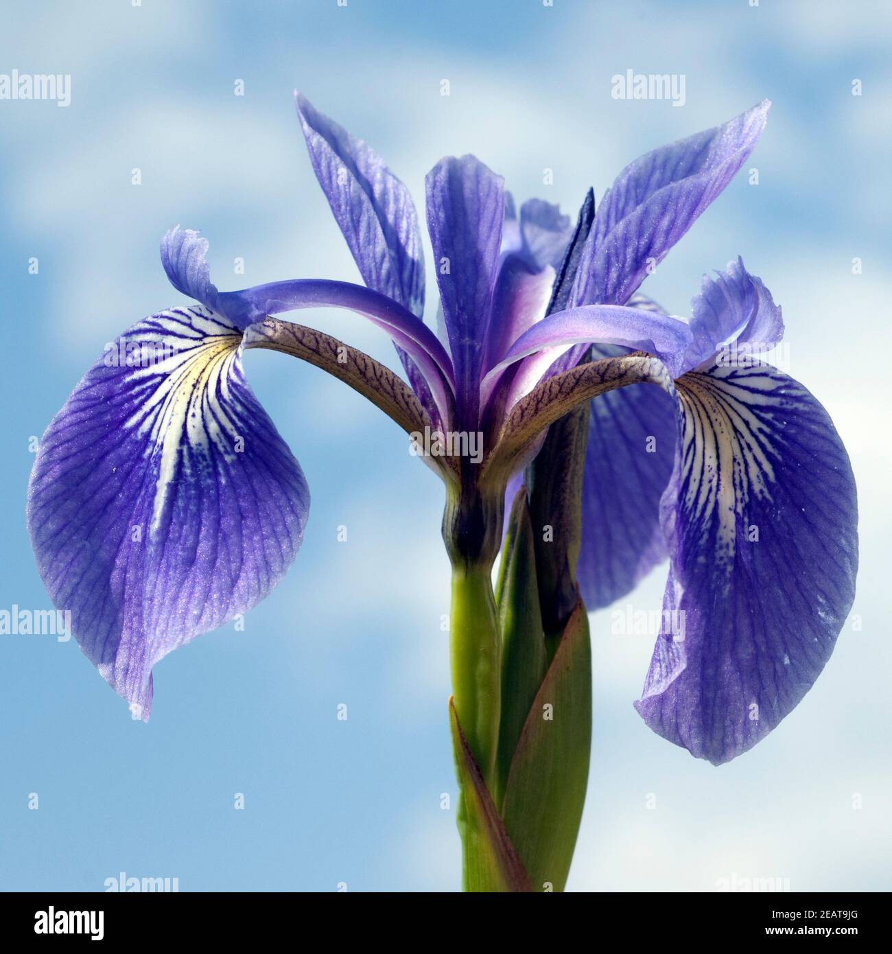 Sumpfiris, Iris, versicolor, Blaue Sumpf-Schwertlilie Stock Photo