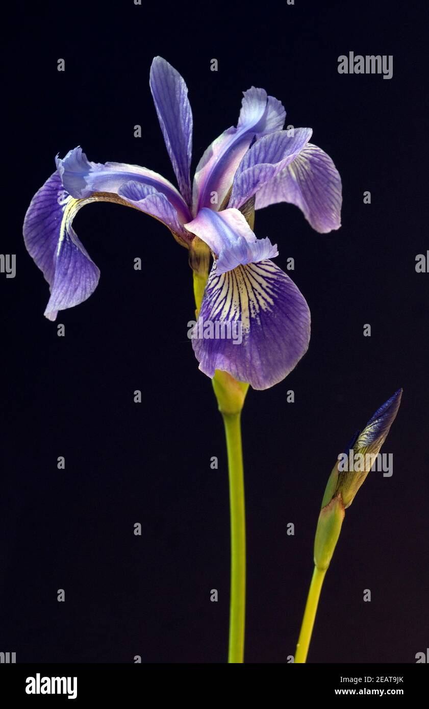 Iris Versicolor – Amerikanische Sumpfiris, Blaue Blüten, Winterhart, Im 9-cm-Topf, Ca. 90 Cm Hoch