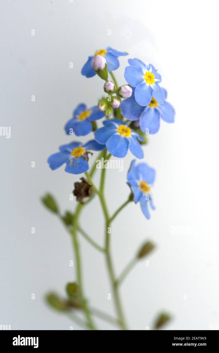 Sumpfvergissmeinnicht  Myosotis palustris Stock Photo