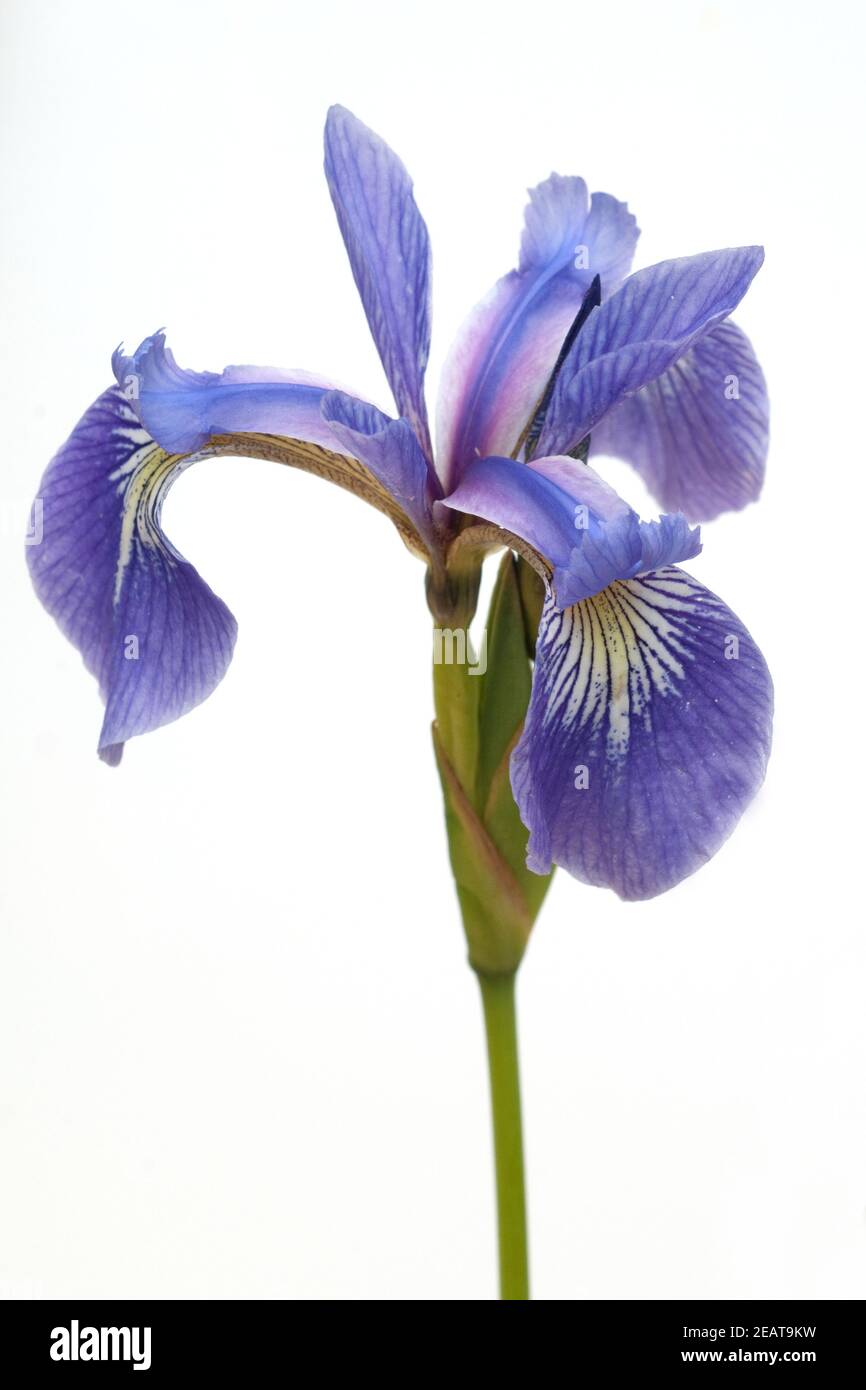 Sumpfiris, Iris, versicolor, Blaue Sumpf-Schwertlilie, Stock Photo