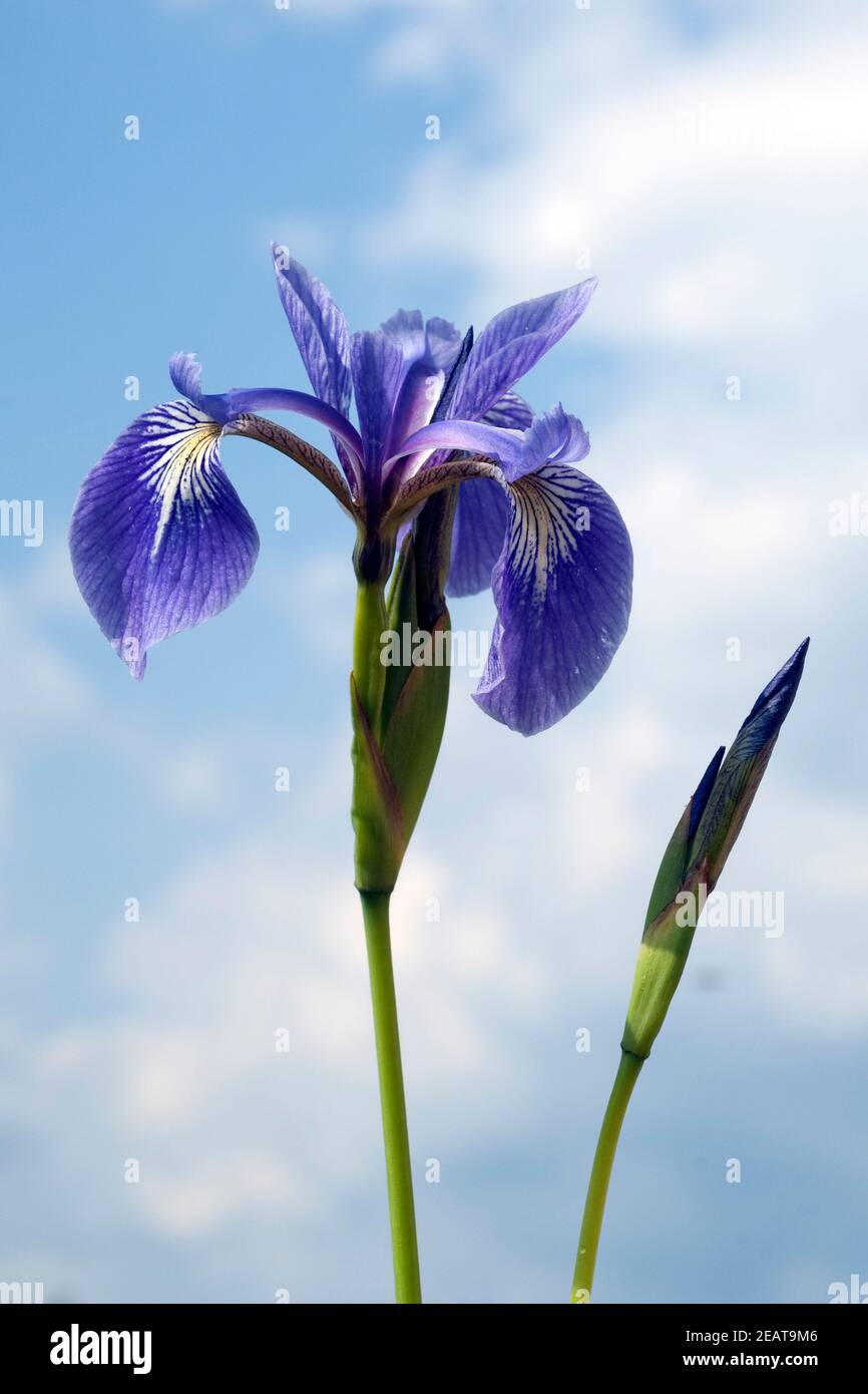 Sumpfiris, Iris, versicolor, Blaue Sumpf-Schwertlilie Stock Photo