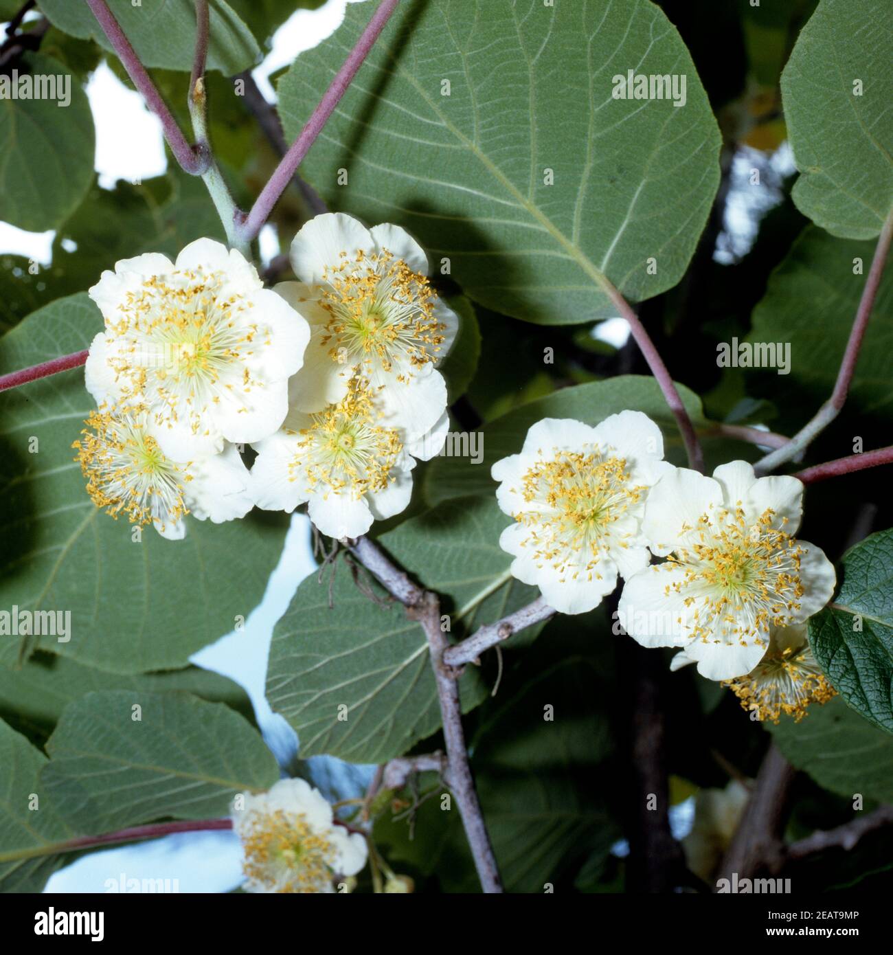 Kiwibluete Stock Photo Alamy