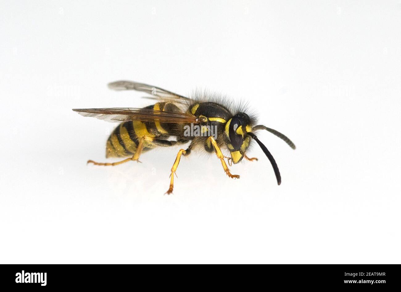 Wespe, Vespula, germanica Stock Photo