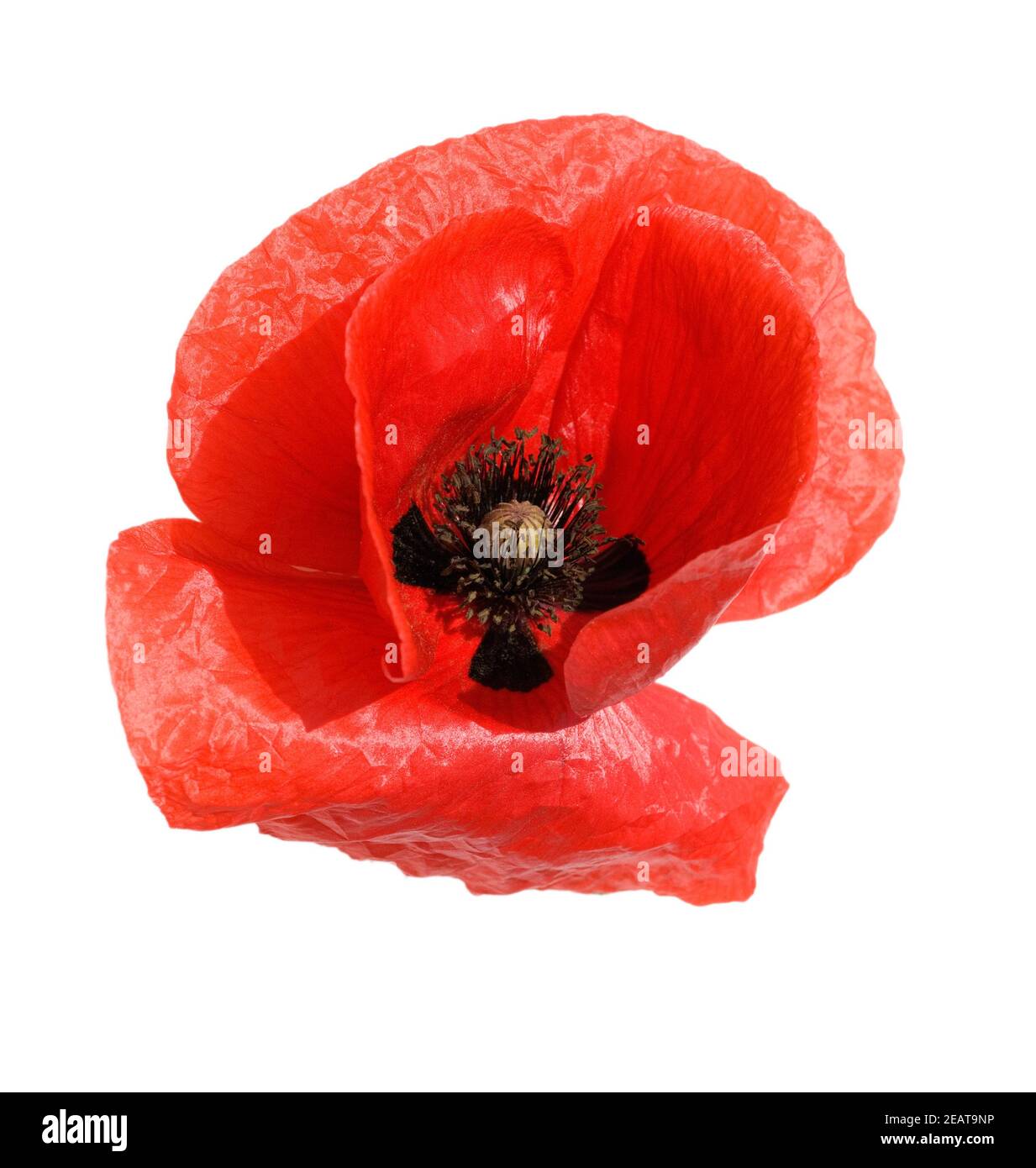 Klatschmohn  Papaver  rhoeas Stock Photo