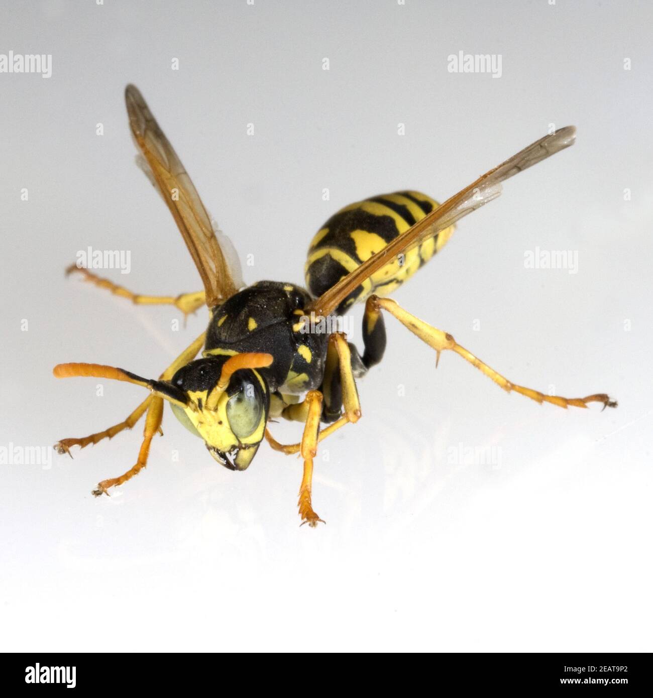 Wespe, Vespula, germanica Stock Photo