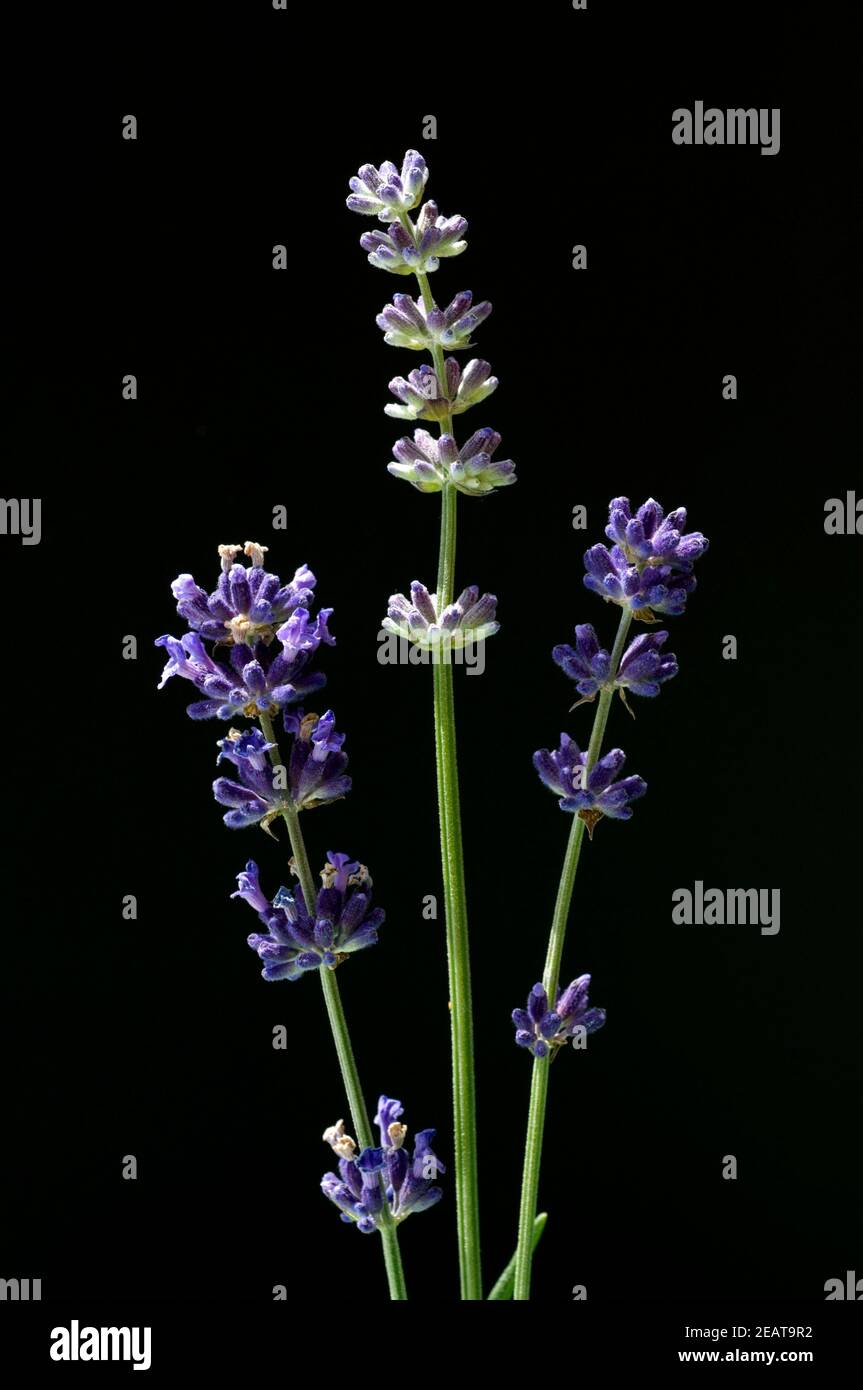 lavendel  Lavendula angustifolia Stock Photo
