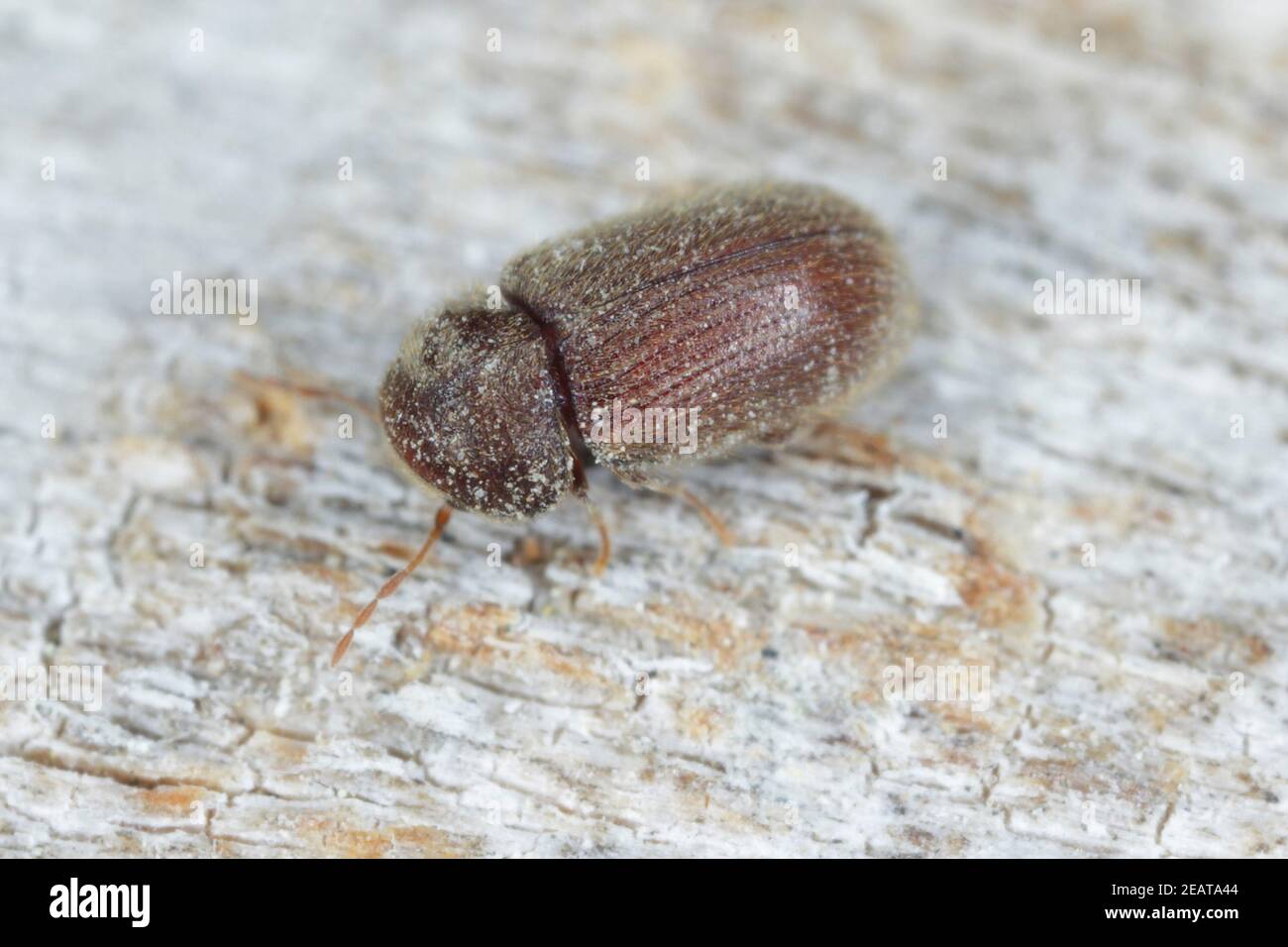 The drugstore beetle (Stegobium paniceum), also known as the bread beetle or biscuit beetle from family Anobiidae Stock Photo