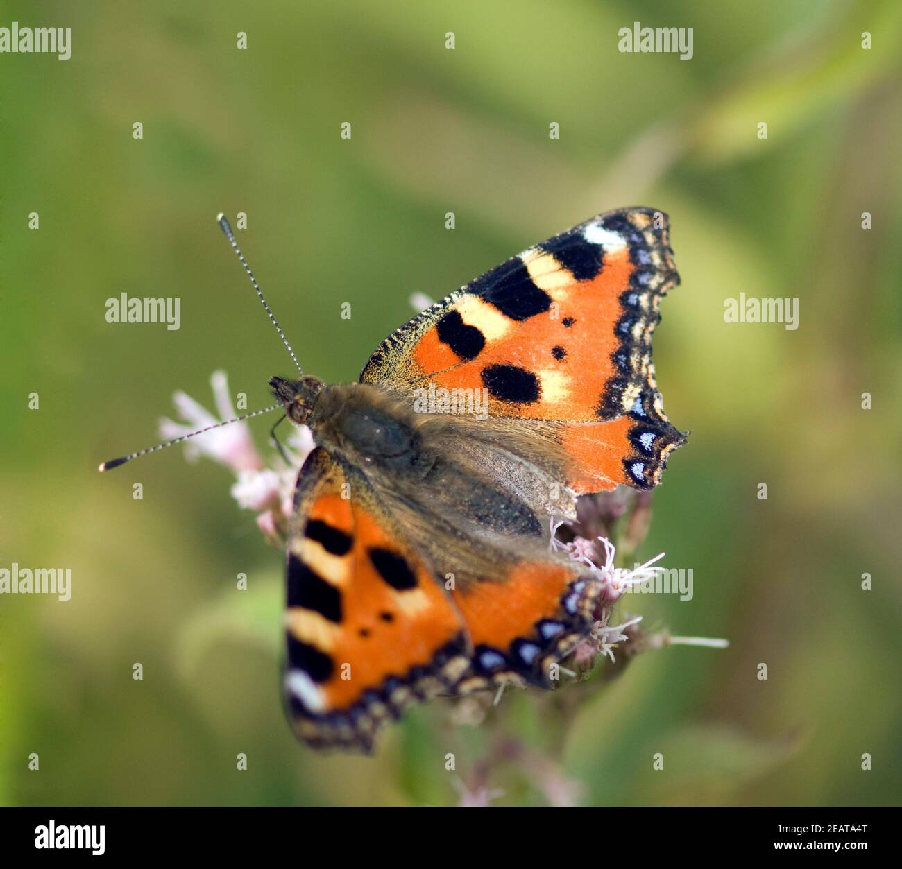 Kleiner Fuchs, Aglais urticae, Wasserdost Stock Photo