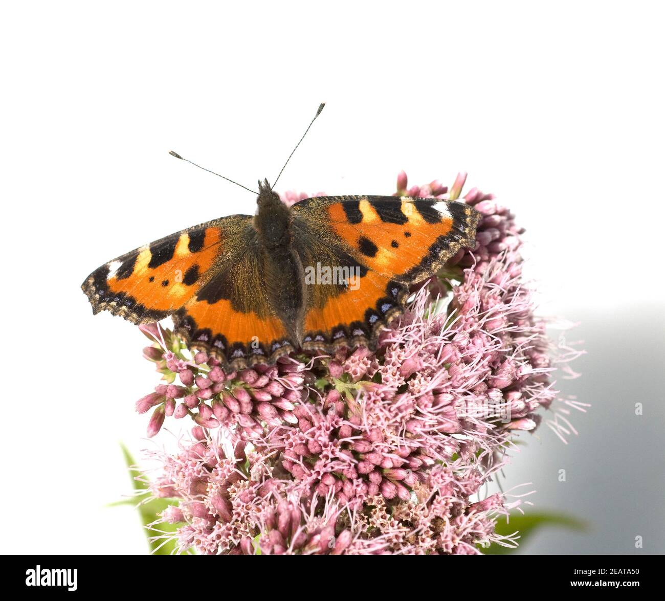 Kleiner Fuchs, Aglais urticae, Wasserdost Stock Photo