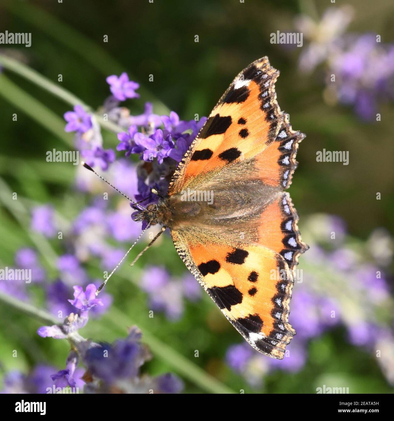 Kleiner Fuchs, Aglais urticae, Schmetterling Stock Photo