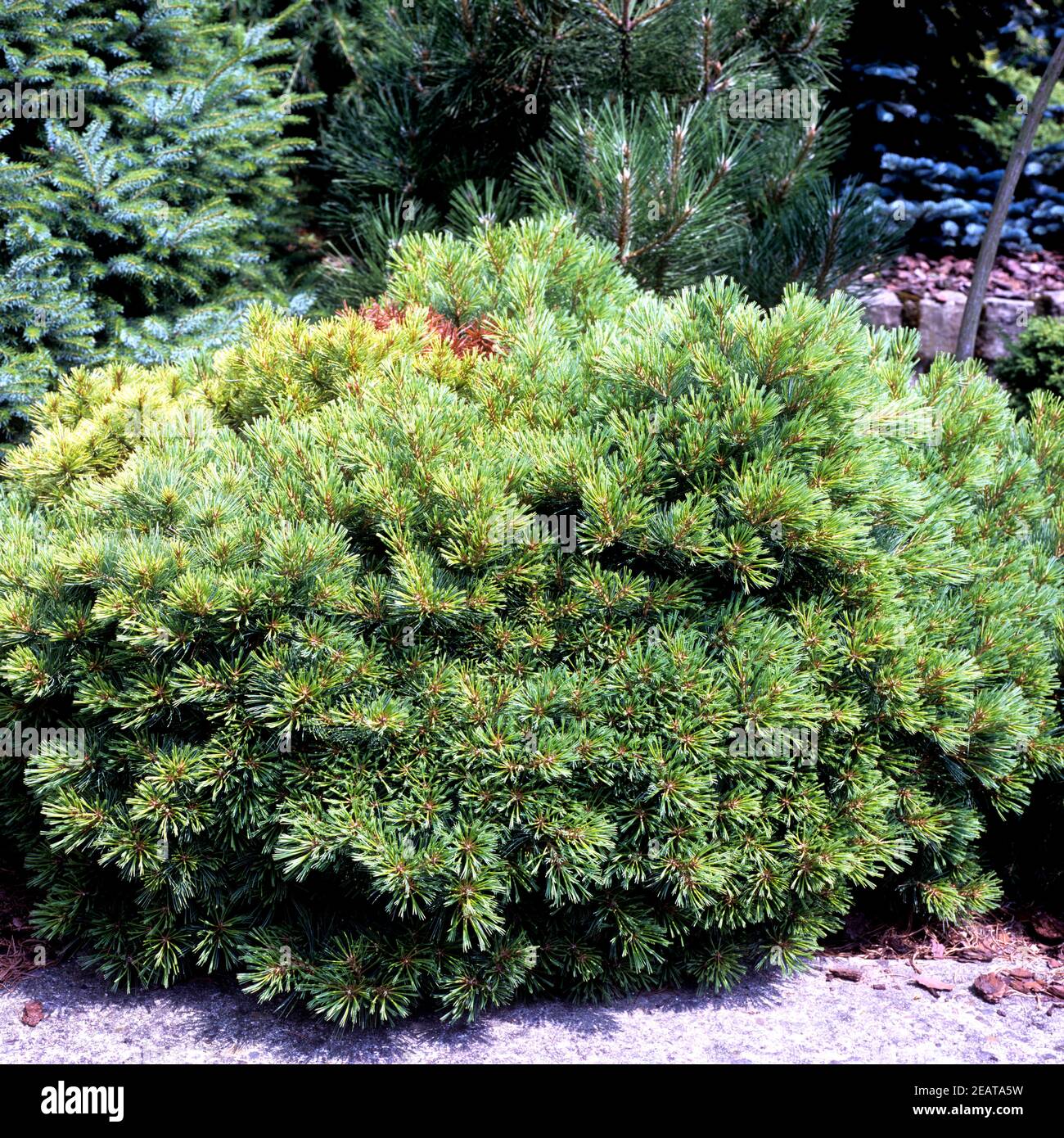 Weymouth-Kiefer, Pinus strobus Stock Photo