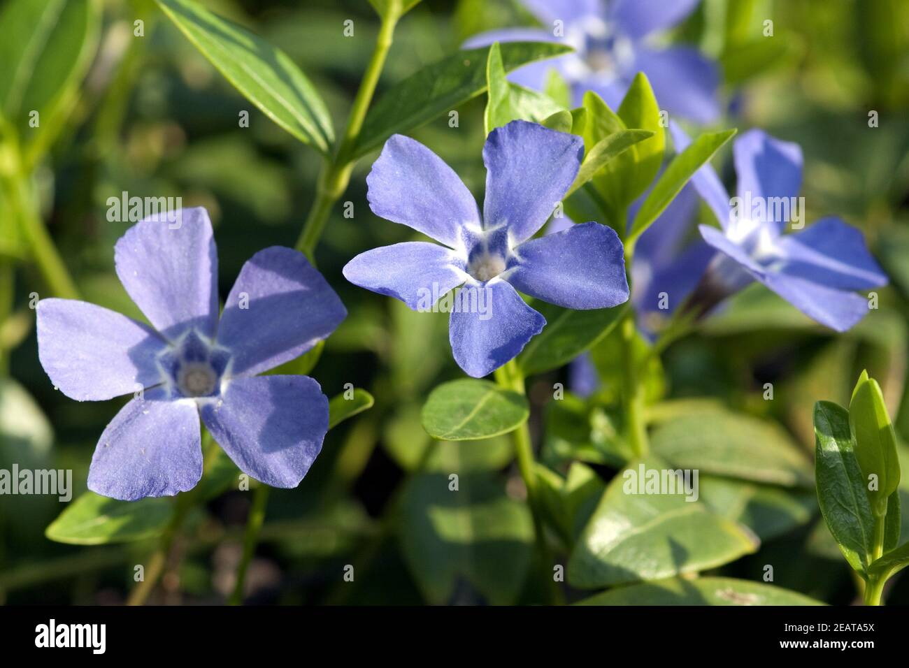 Vinca Minor Kleines Immergrun