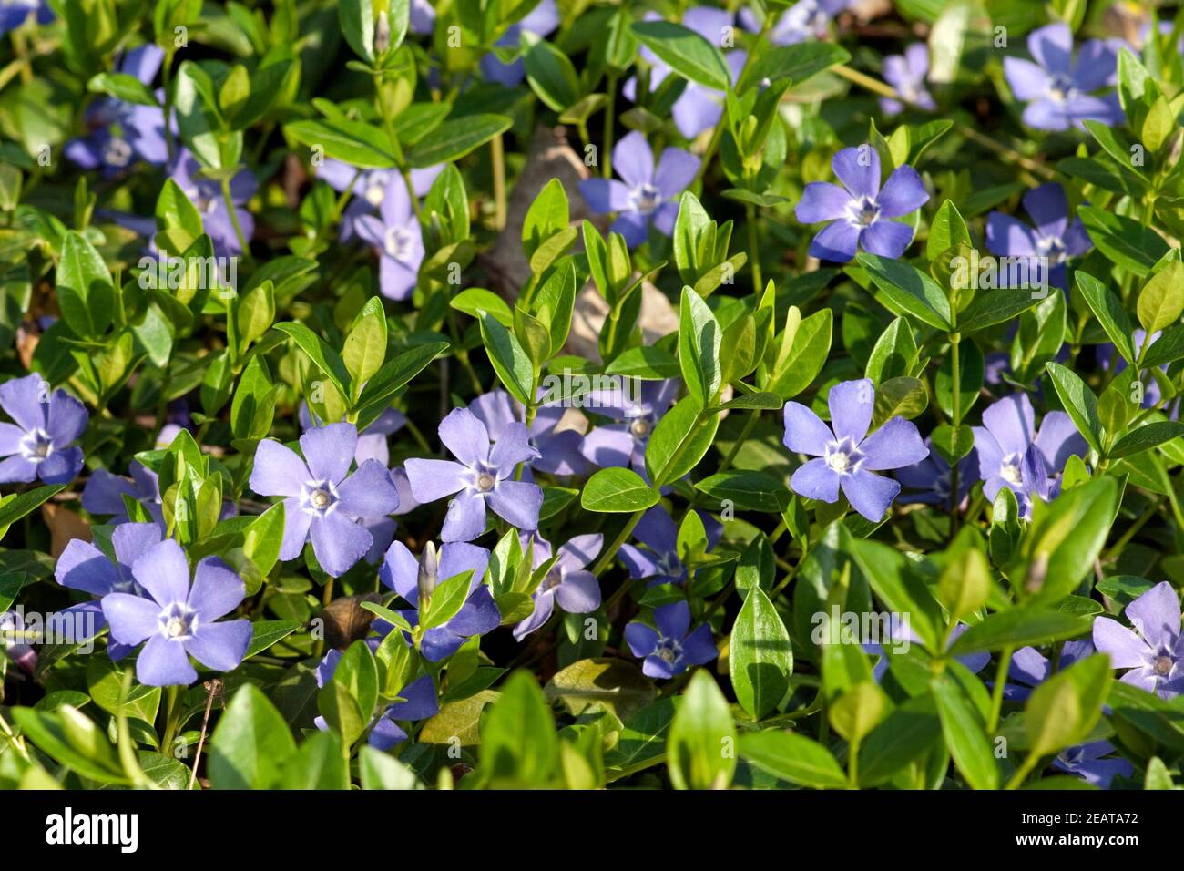 Vinca Minor Kleines Immergrun