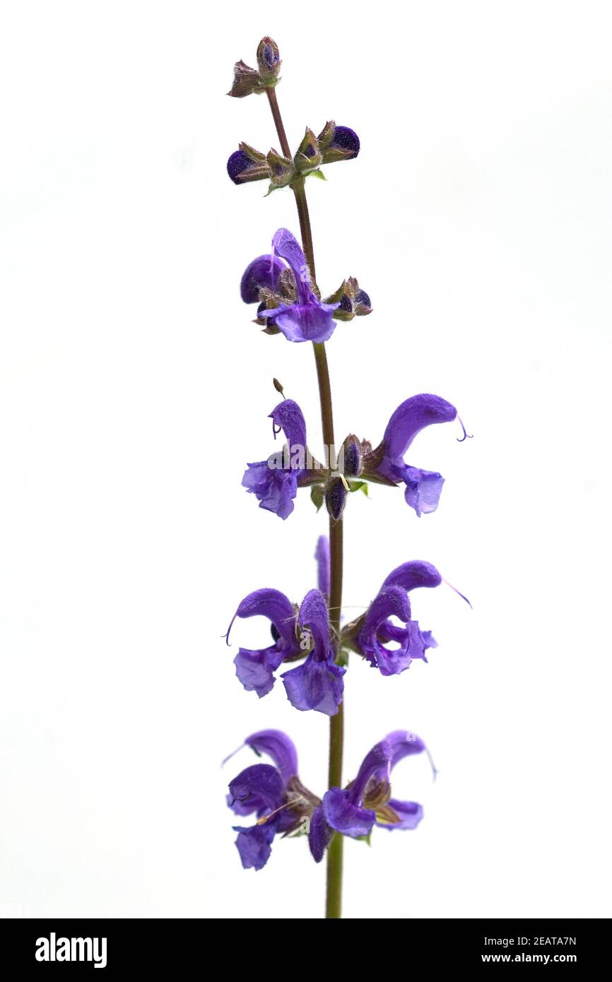 Wiesensalbei  Salvia pratensis Stock Photo