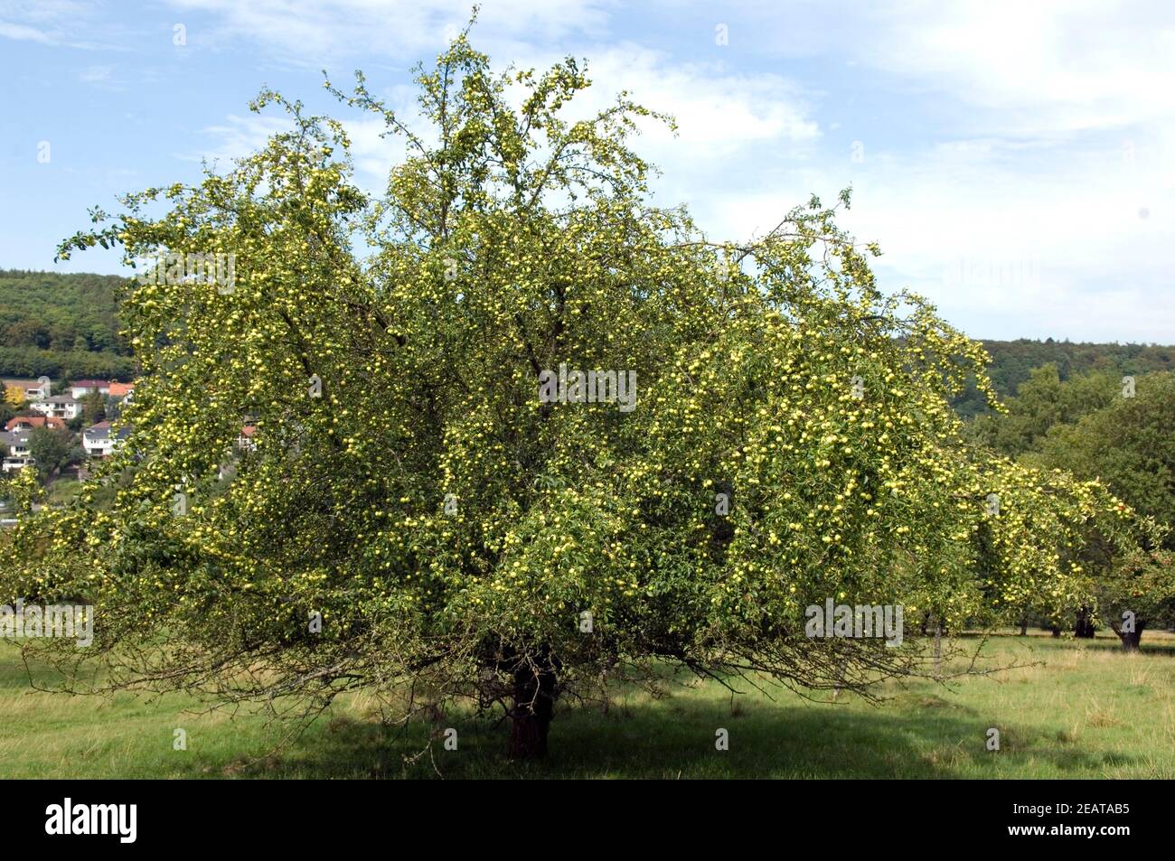 Apfelbaum hi-res stock photography and images - Alamy