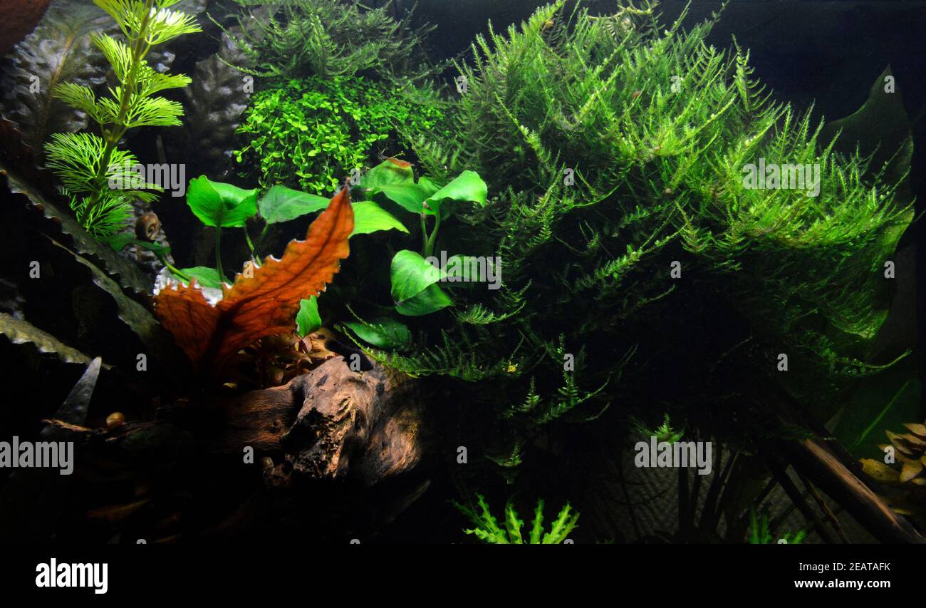 Beautiful aquatic decor in an aquarium, with aquatic plants and moss ... - Office Decoration With Aquatic Plants